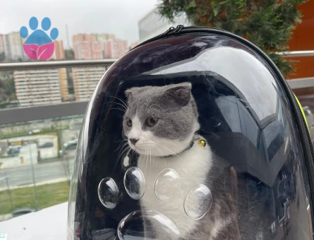 Scottish Fold Kedime Eş Arıyoruz
