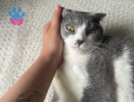 Scottish Fold Kedime Eş Arıyoruz