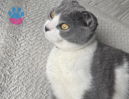Scottish Fold Kedime Eş Arıyoruz