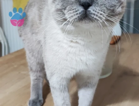 British Shorthair 1 Yaşında Eş Arıyor