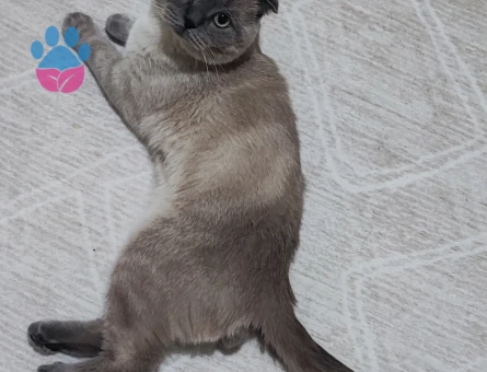 British Shorthair 1 Yaşında Eş Arıyor