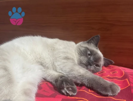 Oğlumuza Eş Arıyoruz