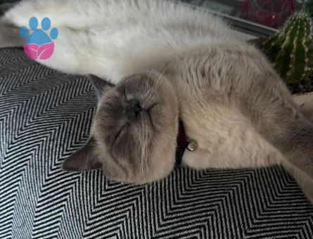 Oğlumuza Eş Arıyoruz