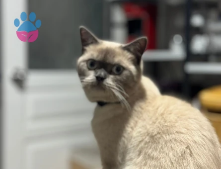 Oğlumuza Eş Arıyoruz