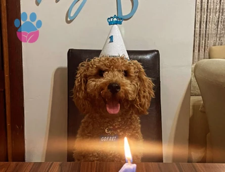 1 yaşında oğluma dişi ariyorum