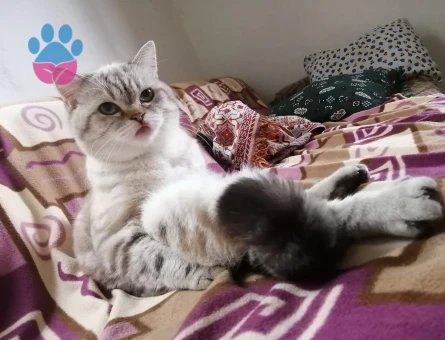 British Kedime Eş arıyorum