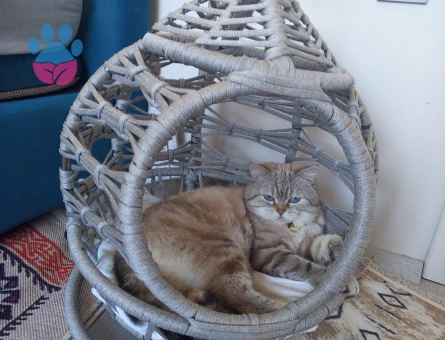 British Kedime Eş arıyorum