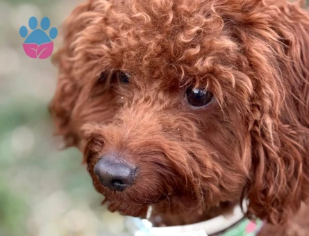 Sevimli Dostumuza Tuzla ve Yakınlarında Hayat Arkadaşı Arıyoruz!