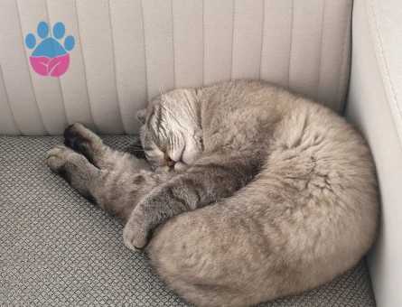 Gelin Adaylarını Bekleriz