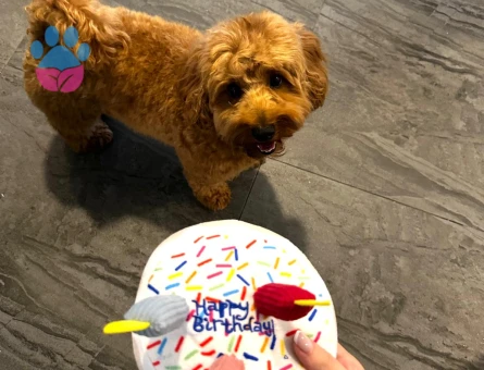 Yakışıklı Oğlumuza Eş Arıyoruz