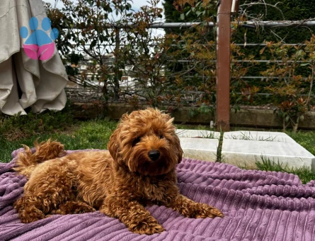 Yakışıklı Oğlumuza Eş Arıyoruz