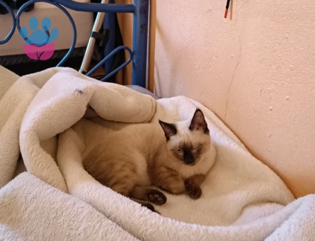 8 aylık safkan oğlumuza eş arıyoruz