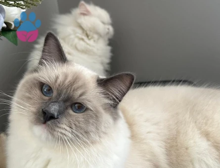 1 Yaşında Oğluma Eş Arıyorum