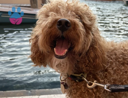 Romeo Juliet’ini arıyor