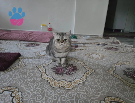 British shorthair Oğluma Dişi Arıyorum