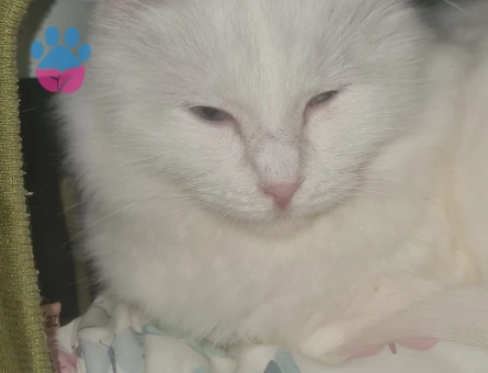 2 YAŞINDA VAN KEDIMIZE ERKEK ES ARIYOZ