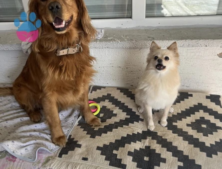 Golden cocker kırma