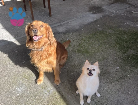 Golden cocker kırma