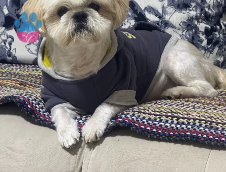 Shih Tzu Köpeğime Eş arıyoruz
