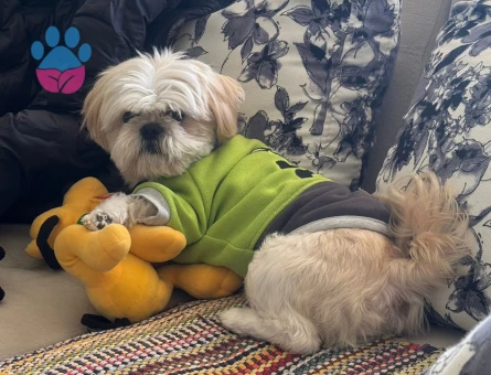 Shih Tzu Köpeğime Eş arıyoruz