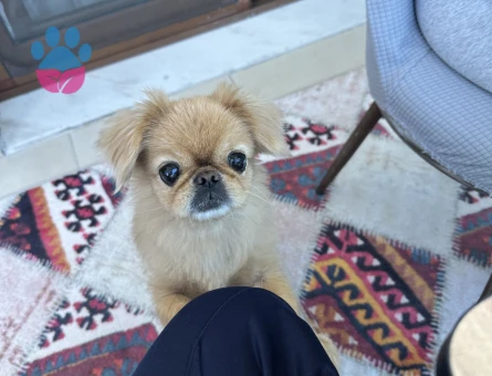 Pekinez Köpeğime Eş Arıyorum