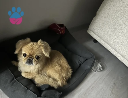 Pekinez Köpeğime Eş Arıyorum