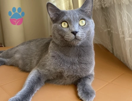 Russian Blue Kedime Eş Arıyorum
