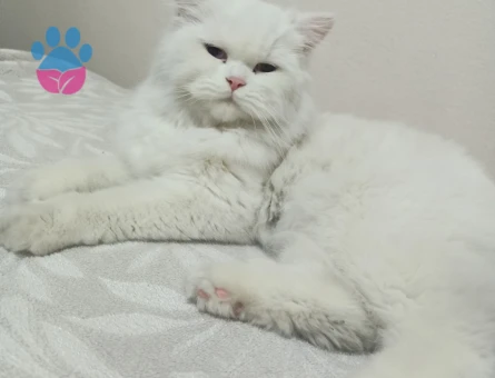 British Shorthair Kızım İnci Eş Arıyor