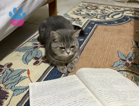 British Shorthair kızım için eş arıyorum