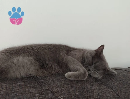 British Shorthair Kedime Acil Eş Arıyorum
