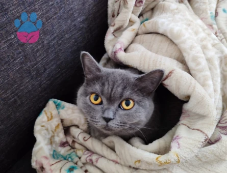 British Shorthair Kedime Acil Eş Arıyorum