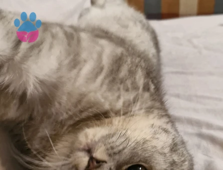 Oğluma eş arıyoruz