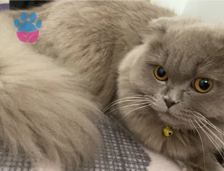 Scoottish Fold Longhair