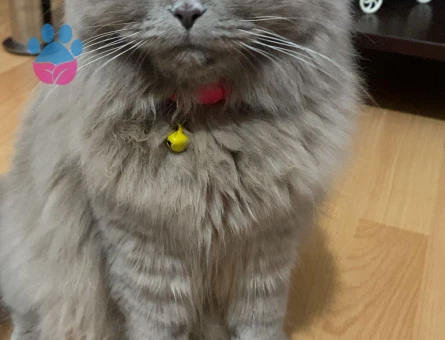 Scoottish Fold Longhair