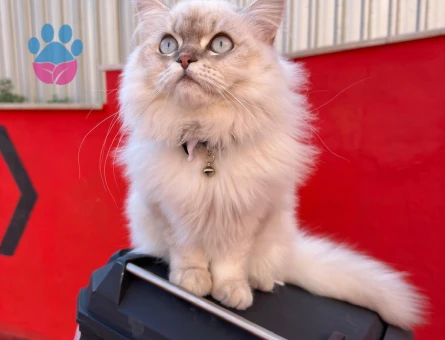 BRİTİSH BLUEPOİNT LONGHAİR