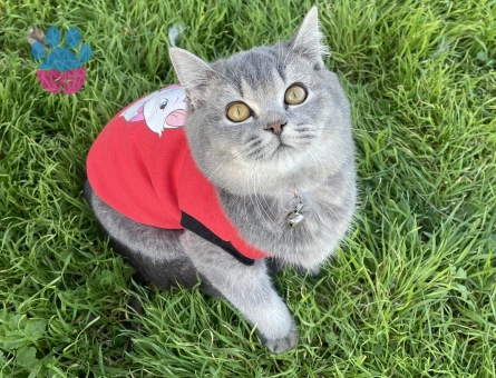 Erkek kedim için eş arıyorumm