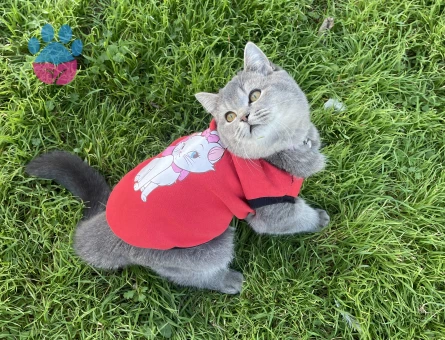 Erkek kedim için eş arıyorumm