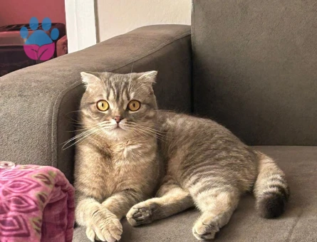 Scottish Fold kedime Eş arıyorum