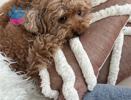 Toy Poddle Erkek 5 Yaşında