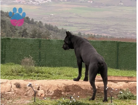 Herküle eş arıyoruz