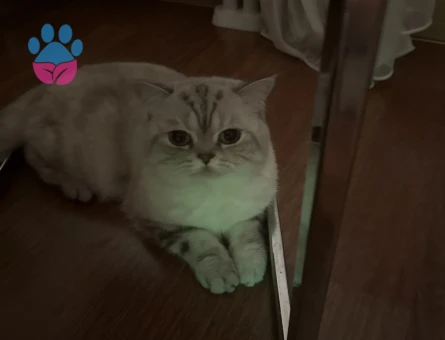 British Shorthair Yakışıklıya eş arıyoruz