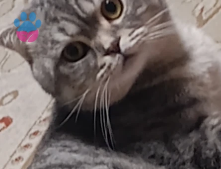 Oğlum kafkaya eş arıyom.