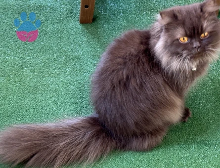 British Longhair 1 Yaşında Dİşi Kedim Eş Arıyor