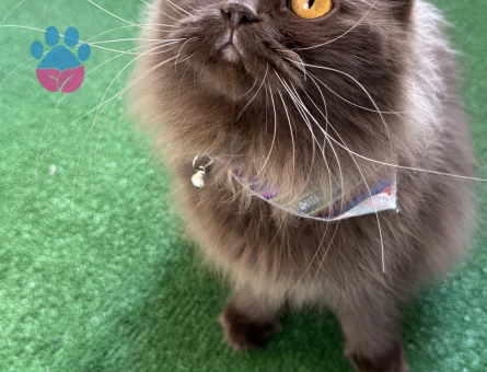 British Longhair 1 Yaşında Dİşi Kedim Eş Arıyor