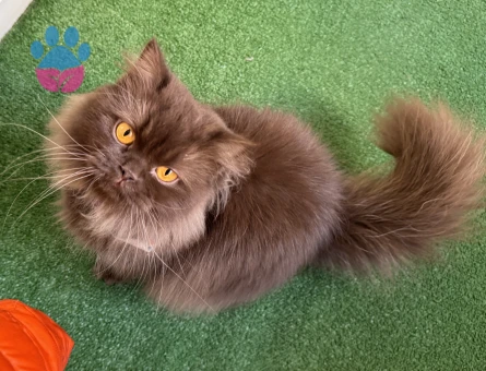 British Longhair 1 Yaşında Dİşi Kedim Eş Arıyor