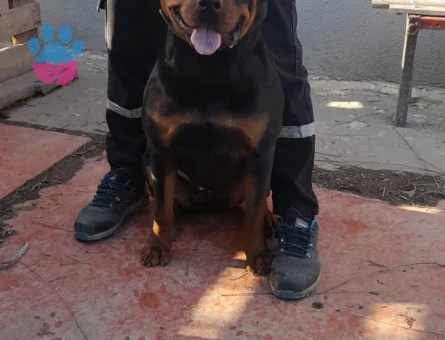 Rottweiler 1 Yaşında Eş Arıyor