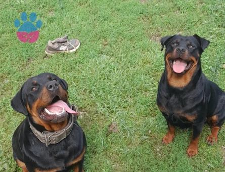 Rottweiler 1 Yaşında Eş Arıyor