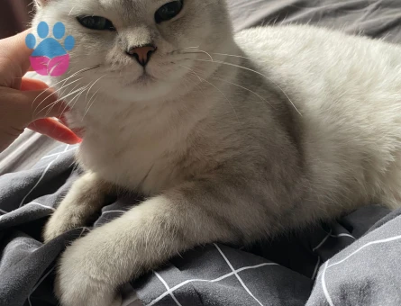 Oğluma eş ariyorum