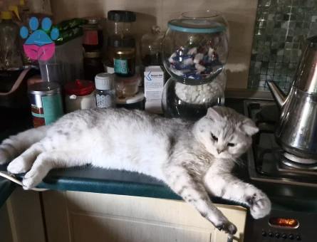 Oğluma eş ariyorum