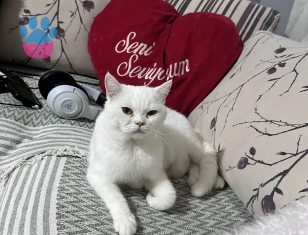 Köpük hanıma erkek eş arıyoruz